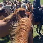 Çiftlik konaklama Tihuse Horsefarm *