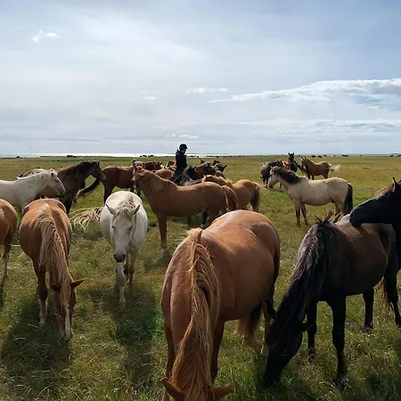Çiftlik konaklama Tihuse Horsefarm