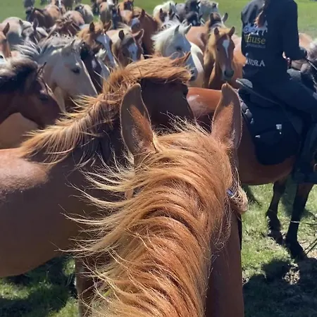 مزرعة للإقامة Tihuse Horsefarm *