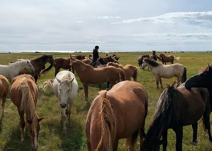 Vakantieboerderij Tihuse Horsefarm