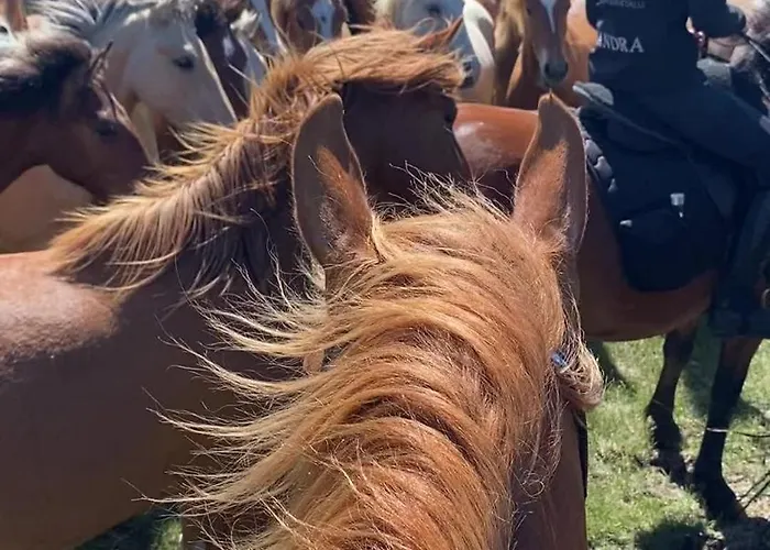 农家乐 Tihuse Horsefarm *